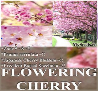   SAKURA FLOWERING CHERRY Tree Seeds Prunus serrulata Cherry Blossom