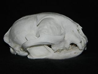 Real Bobcat Skull, taxidermy, bone, bones, cat, teeth