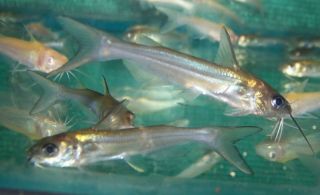   Catfish, Live Koi Pond Fish for aquarium or fish tank  free ship