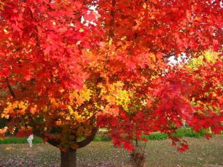Red Maple, Acer rubrum Northern, Fall Colors Tree Seed