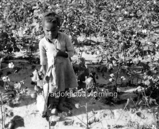 Photo. 1936. Small African American Girl Picking Cotton   Sack