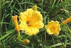 DAY LILY STELLA DE ORO 300 PLANTS TAKING SPRING ORDERS