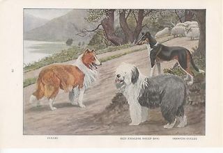   & Old English Sheep Dog Vintage 1919 Print Louis Agassiz Fuertes