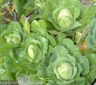 cabbage seed in Seeds & Bulbs