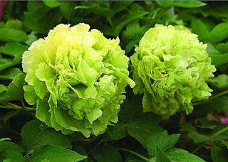 20 Seeds Chinese Green Peony Flower Seed Beautiful Hot P4