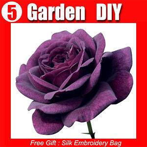 Bag 100 + Seeds Chinese Dark Purple Rose Flower Seed ITEM LABEL 