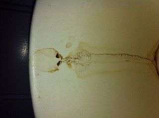 Roswell Alien coffee stain in paper cup