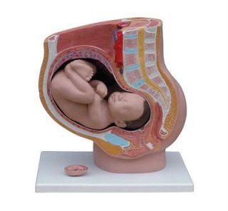   SIZE HUMAN FEMALE PREGNANCY PELVIS ANATOMICAL ANATOMY BABY BIRTH MODEL