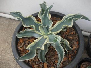 Agave Variegated Gypsophila Ivory Curls Plant 3inches width Plant
