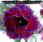   OBESUM DESERT ROSE  TRIPLE BLACK BEAUTY  1 GRAFTED PLANT NEW HYBRID