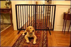 Cardinal Gates Extra Tall Freestanding Safety Pet Dog Baby Gate Black