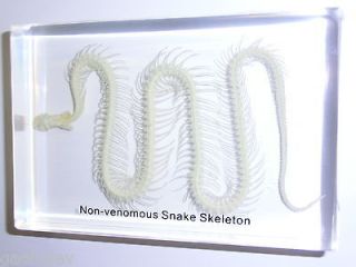 Animal Skeleton   Chinese Water Snake Specimen (Enhyilris chinensis)