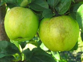   , Malus Domestica “Antonovka”, Tree Seeds (Edible Fruit, Hardy