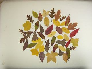   /MEDIUM/P​RESSED/DRIED/ FALL LEAVES /WEDDINGS/CRAF​TS/DECORATIONS