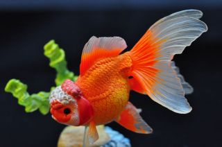 oranda goldfish in Freshwater Species