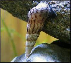 aquarium snails in Crabs, Snails & Algae Eaters