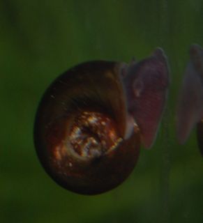 ramshorn snails in Crabs, Snails & Algae Eaters