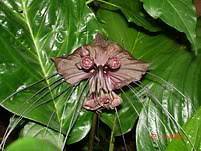 Plants Bulbs Tacca chantrieri, Black bat flower rare