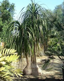ponytail palm in Flowers, Trees & Plants