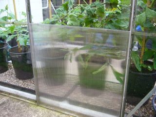 Greenhouse 4mm 2ft x 4ft Polycarbonate Sheets 10 Pack