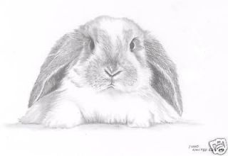 LOP EARED RABBIT (1) drawing art picture bunny print