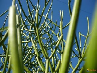 Pencil tree Cactus   Euphorbia tirucalli, Milk Bush, 5 fresh healthy 