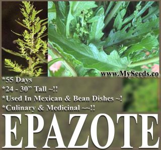   EPAZOTE MEXICAN CULINARY HERB SEEDS Dysphania ambrosioides BEAN DISH