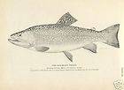 1884 Antique Fish Print The Speckled or Brook Trout