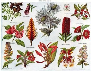 PLANTS: Digitalis Abrus Bougainvillea Vriesea Eryngium Evonymus 