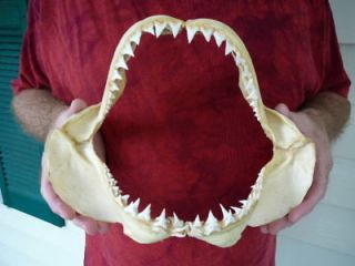 s946 3 RARE 11 1/2 GREAT WHITE SHARK JAW jaws Teeth Tooth Carcharias