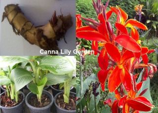 RED FIRE GREEN LEAF CANNA LILY 3 BULBS TROPICAL PLANT FRESH AND VIABLE 
