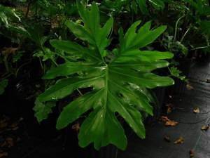 philodendron in Flowers, Trees & Plants