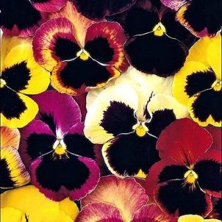 SWISS GIANT PANSY 100 PLUS SEEDS BRILLIANT COLOURS