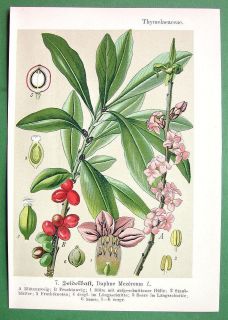 SPURGE LAUREL Daphne Mezereum Medicinal Plant  COLOR Litho Print