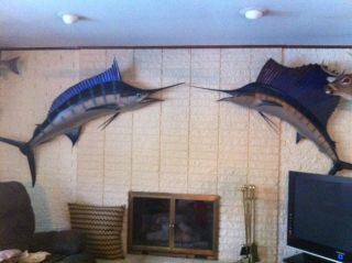 Pacific Blue Marlin & Atlantic Blue Sailfish Trophy Fish Wall Mounts 