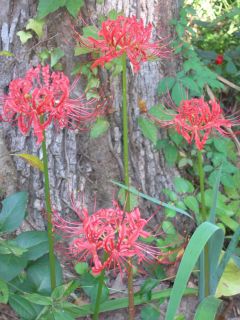 Lycoris RadiataRed Spider Lilyor Hurricane Lily 10 Jumbo Bulbs