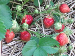 Earliglow Strawberry Plants bare root,  in USA, 8 inch 