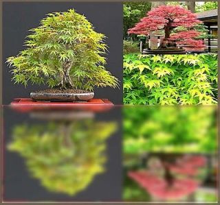 JAPANESE GREEN MAPLE SEEDS FOR BONSAI ~ Acer palmatum ~