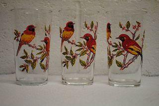 vintage bird drinking glasses set of three 8oz ? oriole ?