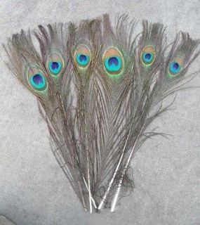 peacock tail feathers in Feathers