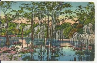 Vintage Postcard FLORIDA FORESTS GIANT CYPRESS TREES