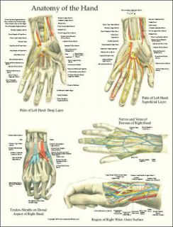 Hand and Wrist Human Anatomy Poster 17 X 22