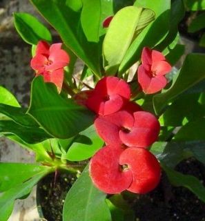 Red Crown of Thorns Plant   Euphorbia splendens   4 Pot