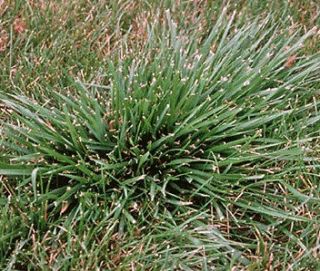 fescue grass seed in Flowers, Trees & Plants