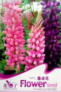   10 Striking Perennial Flower Seed Flowers Blooming Bright Popular