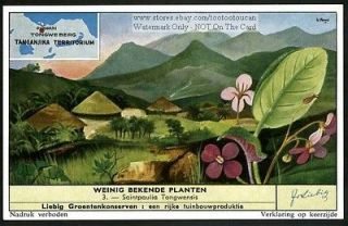 Wild African Violets Plant Flower 50 Y/O Card NICE
