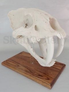 Saber Tooth Cat Skull Model Sabertooth Tiger Smilodon Fatalis *Fast 