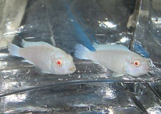 Snow White African Cichlid fish For Freshwater live Aquarium fish