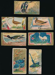 1880s Allen & Ginter BIRD CARDS (N4, N5, and N13)  Lot of 7 (skinned)
