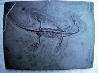 best Triassic Keichousaurus real Dinosaur Fossil